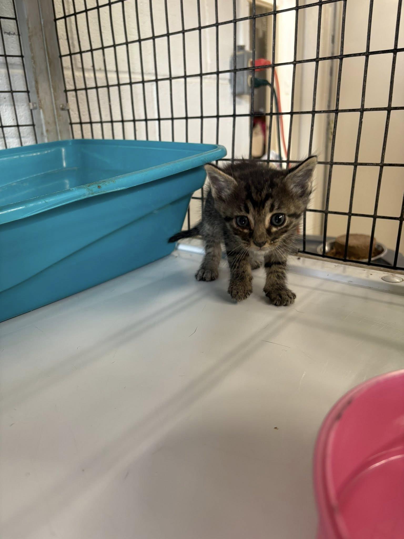 Tiger stripe Kitten, Adoptable, Kitten Male Domestic Short Hair.