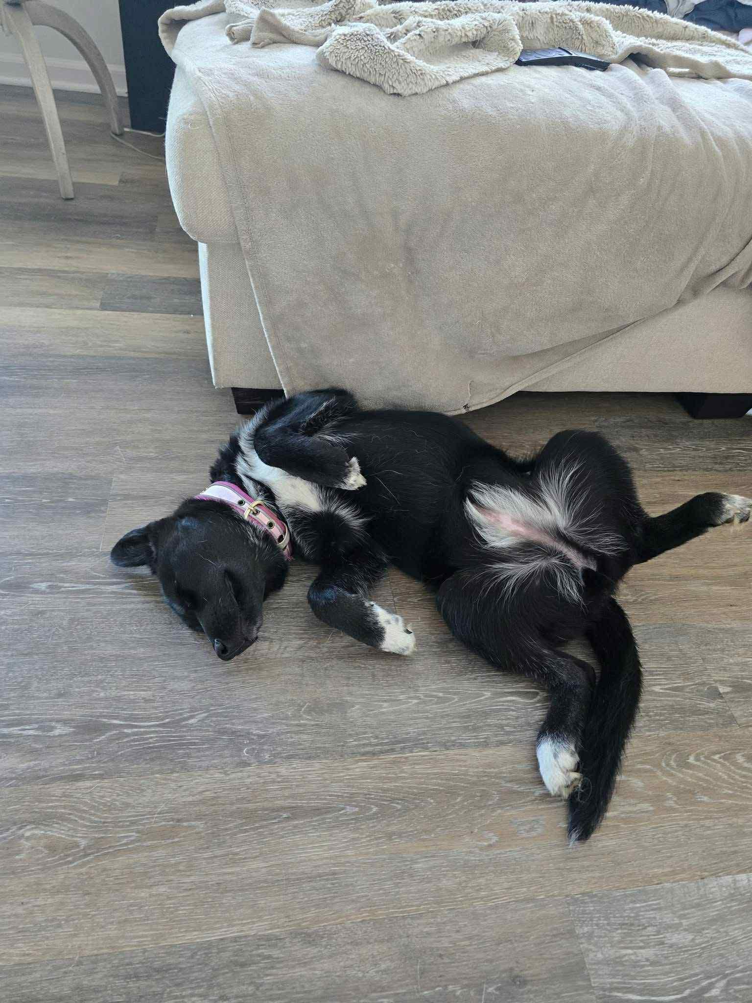 Glacier, a Adoptable Siberian Husky in Westland, MI image 4/5