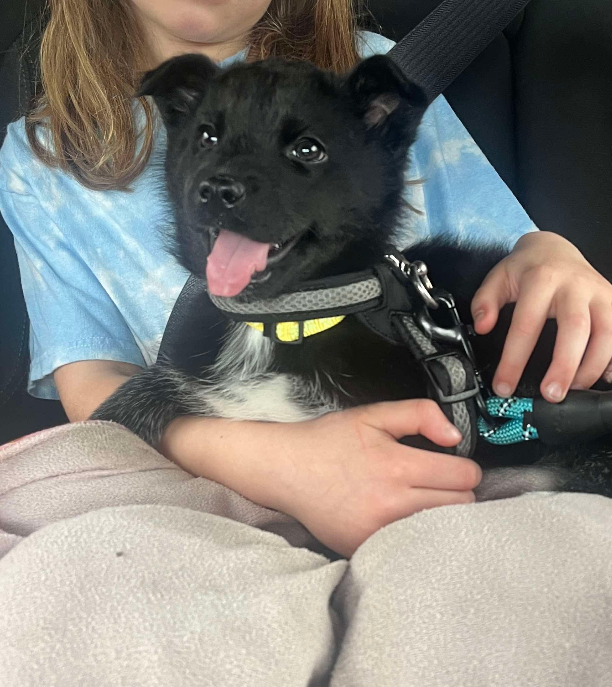 Glacier, a Adoptable Siberian Husky in Westland, MI image 5/5