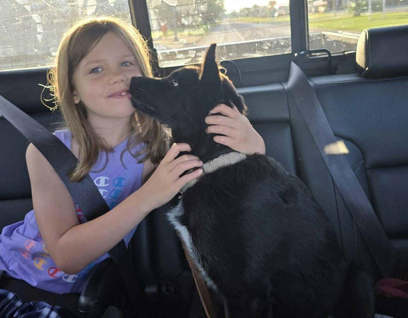 Glacier, a Adoptable Siberian Husky in Westland, MI image 3/5