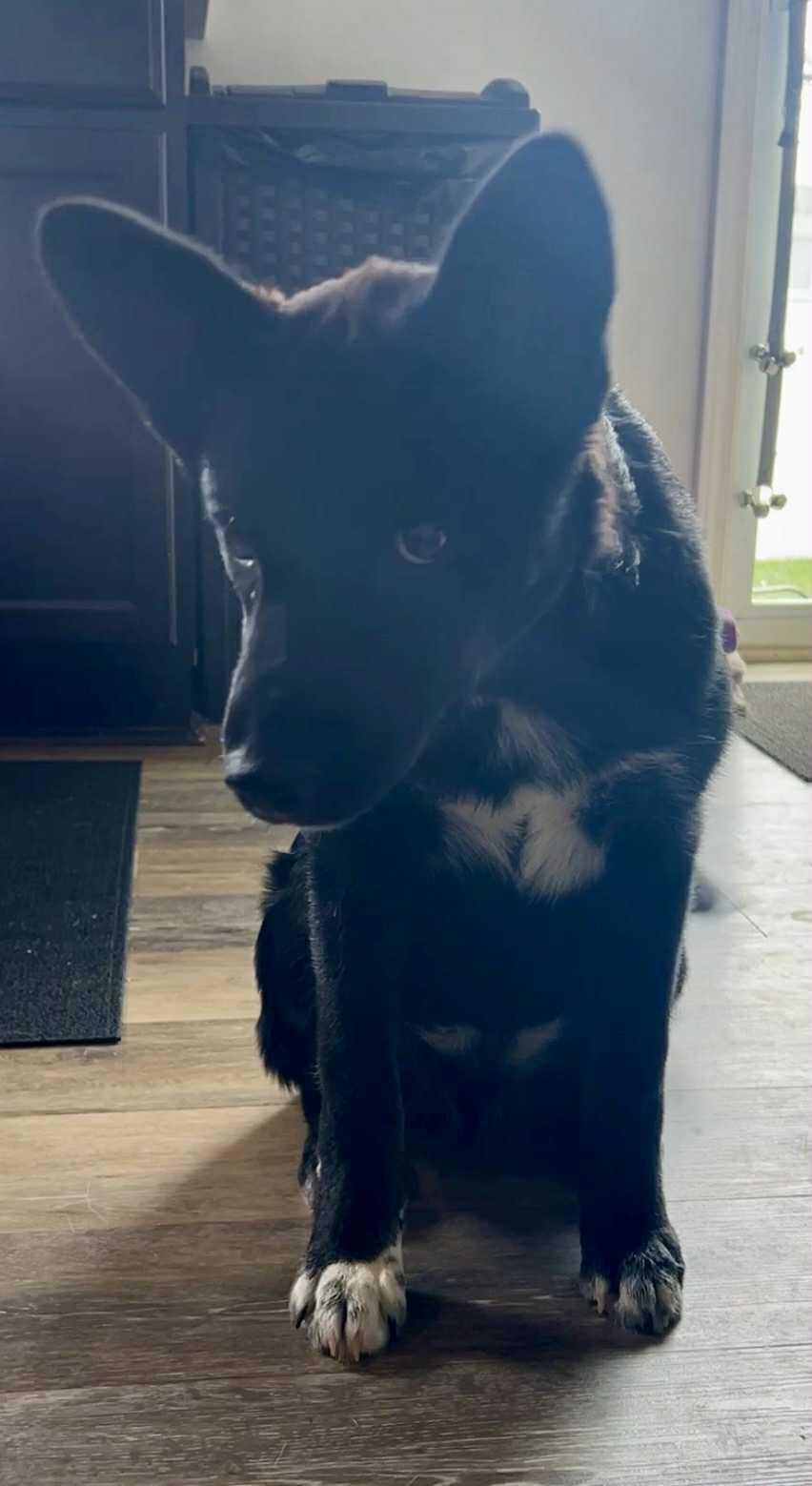 Glacier, Adoptable, Young Female Siberian Husky.