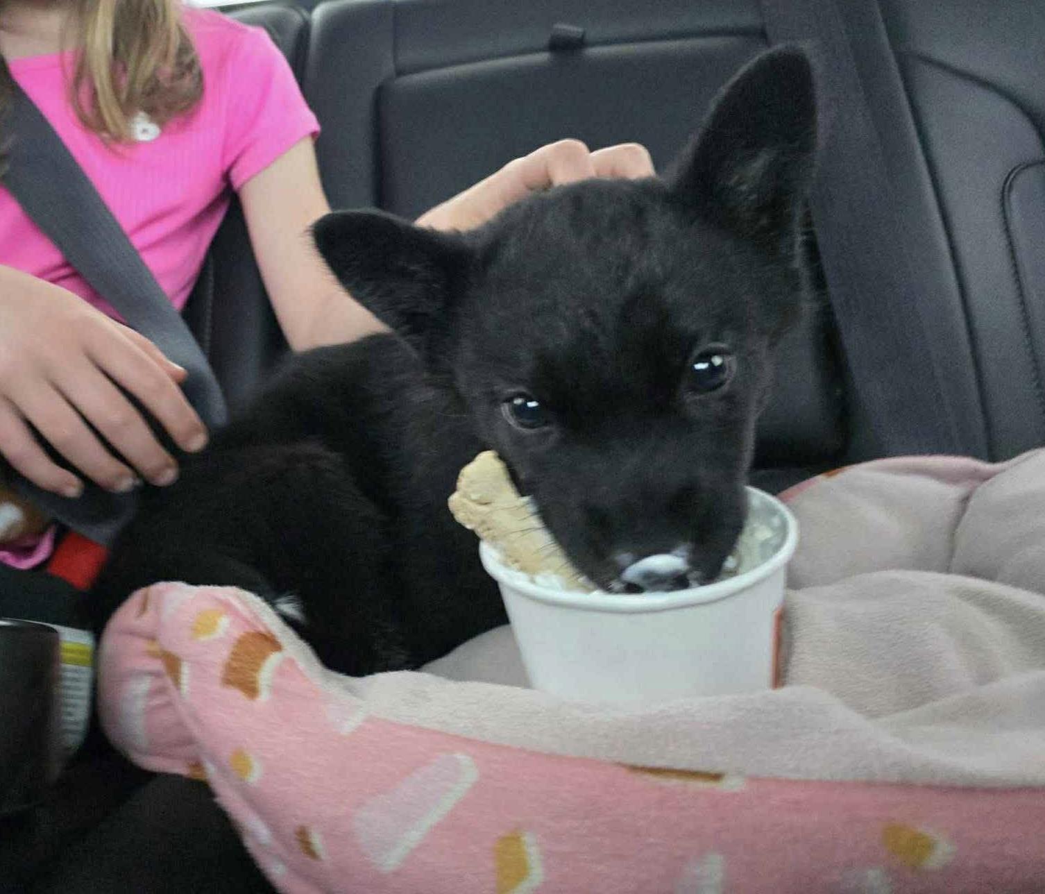 Glacier, a Adoptable Siberian Husky in Westland, MI image 2/5