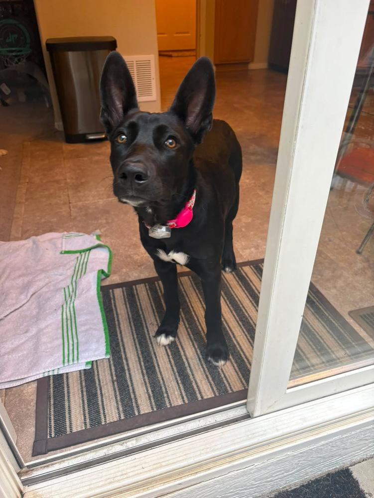 Enlarge Moonshine, a Adoptable mixed breed in Commerce City, CO image 4/6