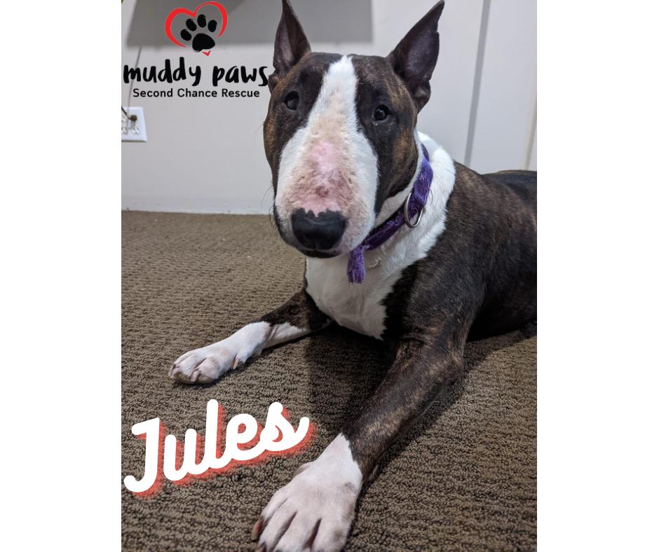 Enlarge Jules, a Adoptable Bull Terrier in Council Bluffs, IA image 3/6
