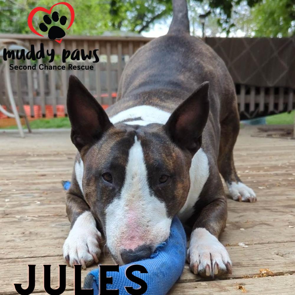 Enlarge Jules, a Adoptable Bull Terrier in Council Bluffs, IA image 6/6