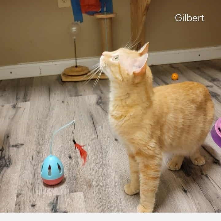 Gilbert