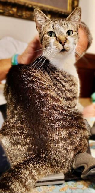 Scamp, a Adoptable Domestic Short Hair in Ladson, SC image 2/3