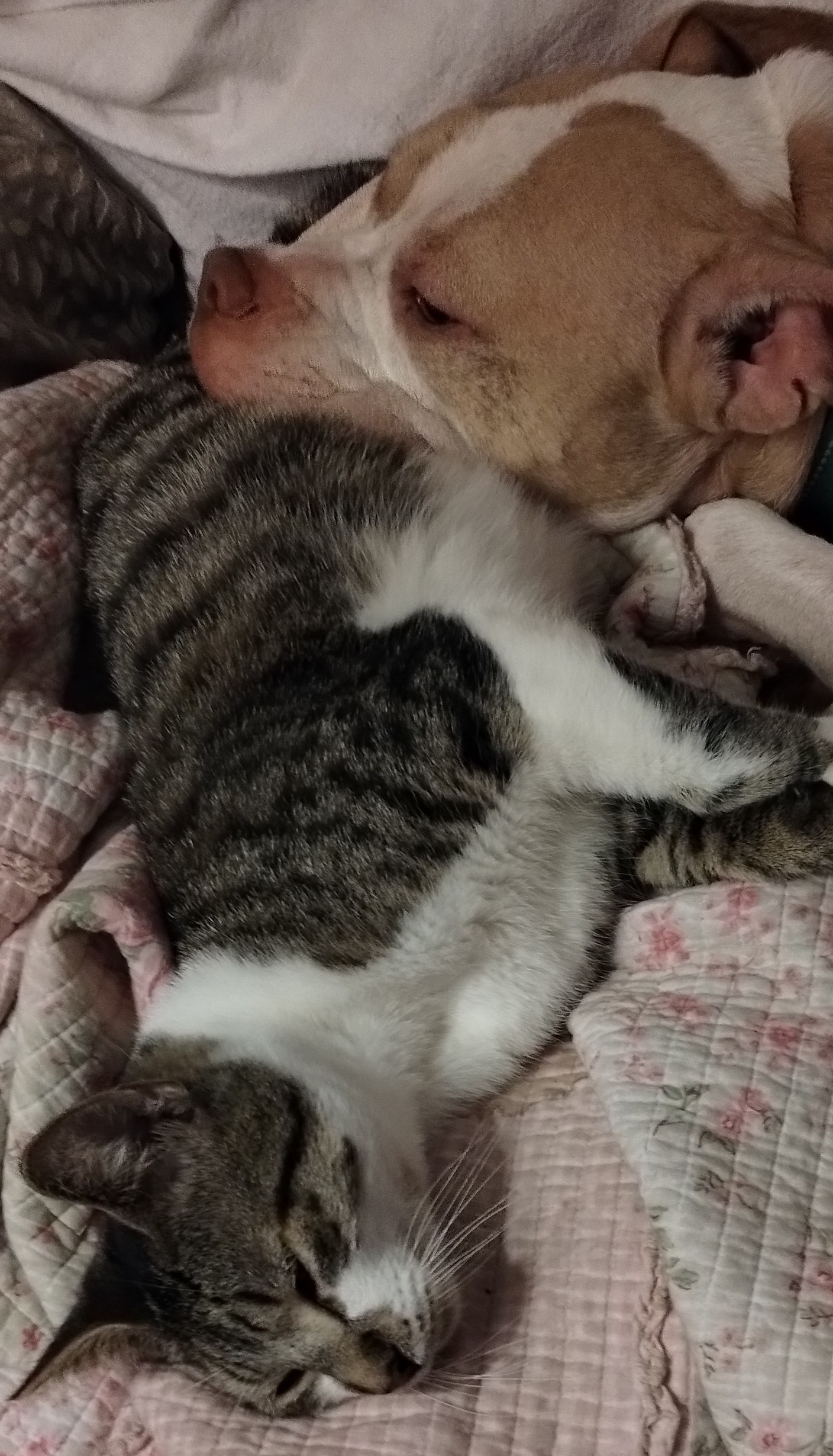 Scamp, a Adoptable Domestic Short Hair in Ladson, SC image 3/3