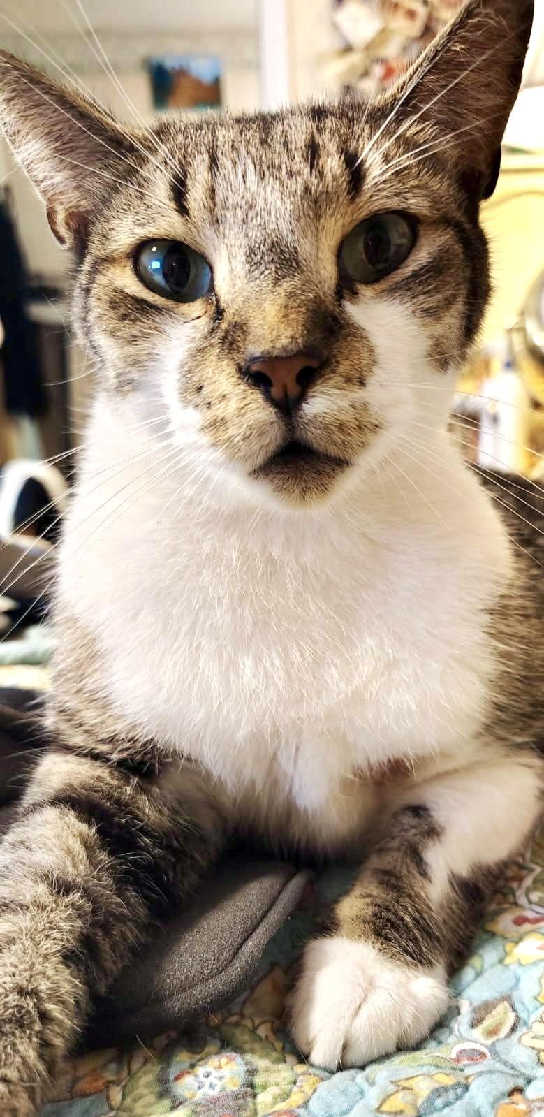 Scamp, a Adoptable Domestic Short Hair in Ladson, SC image 1/3