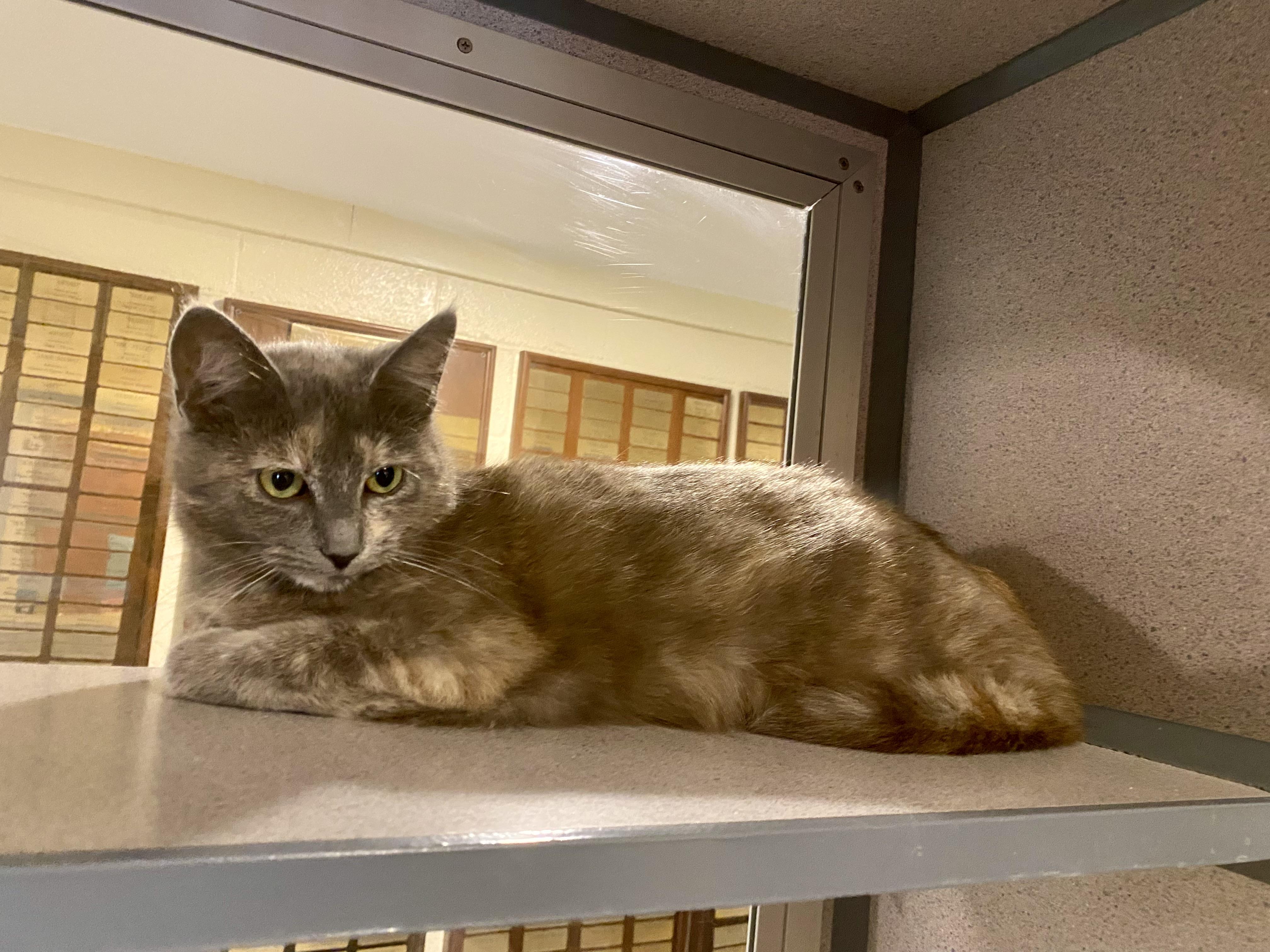 Enlarge Beatrice, an adopted Domestic Short Hair in Glasgow, KY image 1/1