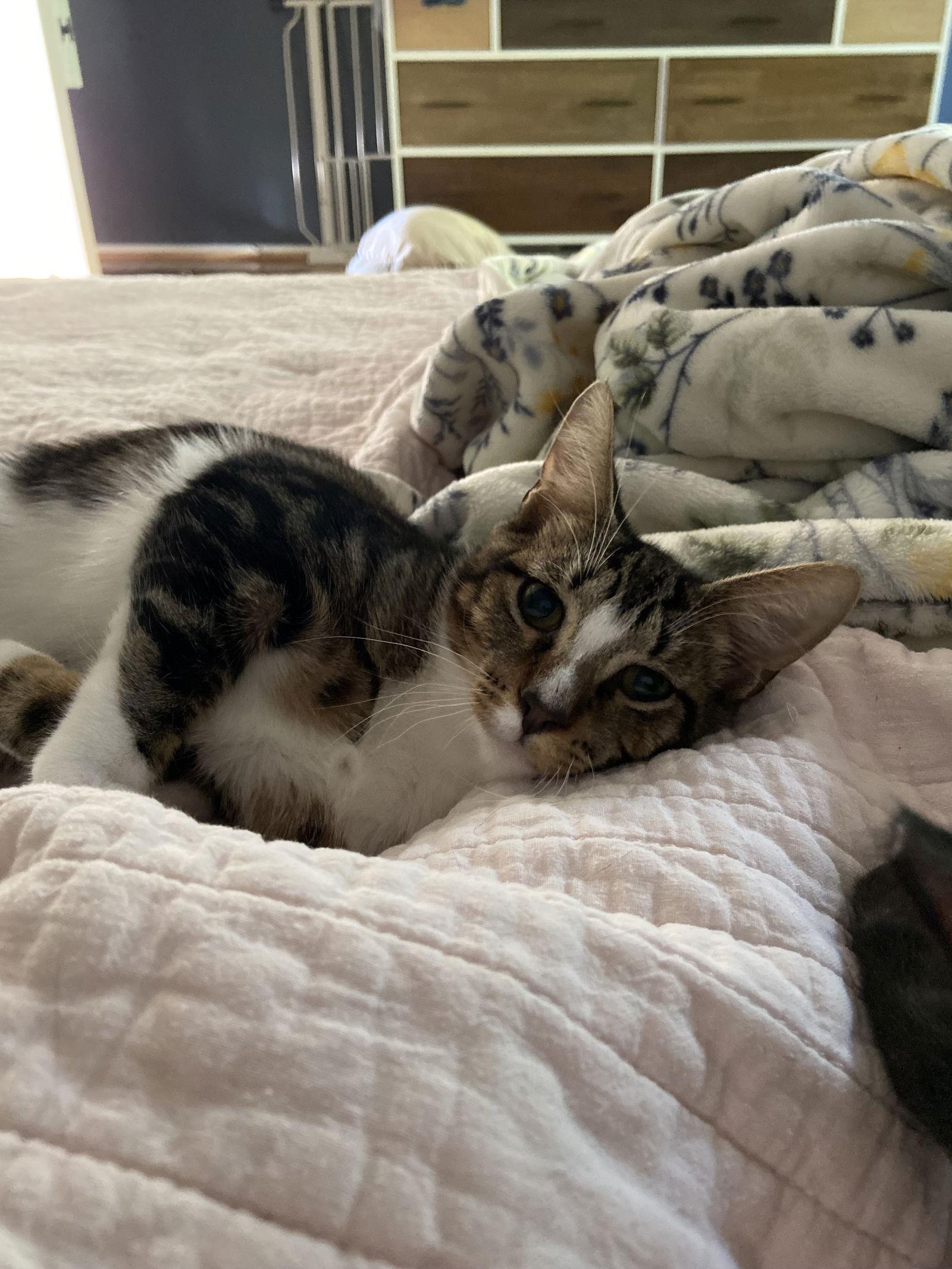 Finn - KITTEN in foster, Adoptable, Young Male Domestic Short Hair.