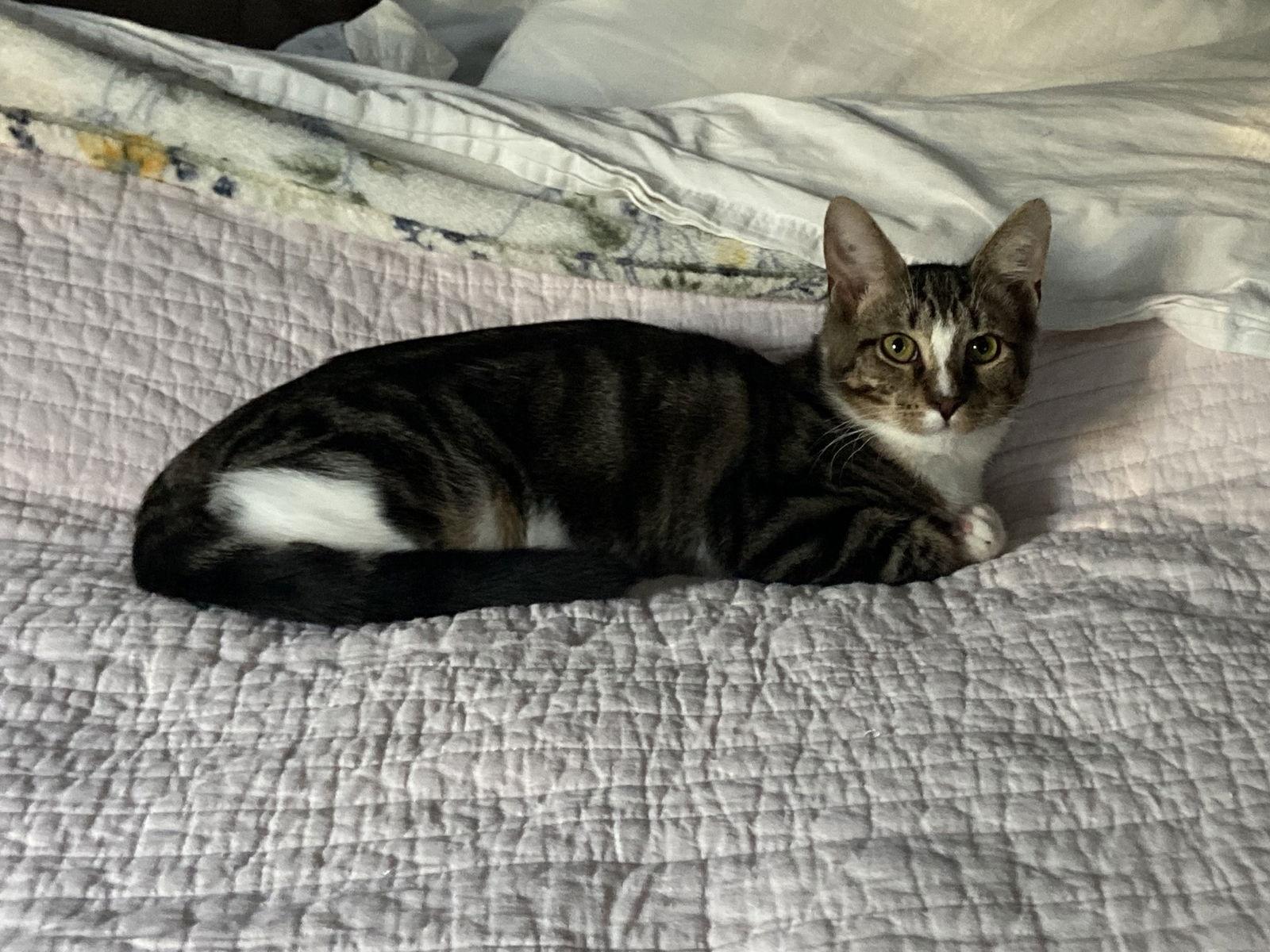 Enlarge Finn - KITTEN in foster, a Adoptable Domestic Short Hair in Alexandria, VA image 2/3