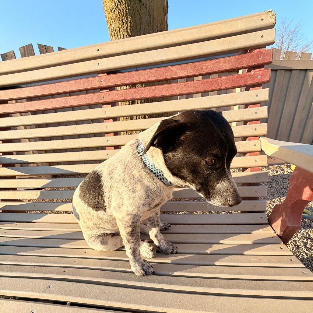 Oreo very sweet boy!, Adoptable, Young Male Beagle & Mixed Breed.