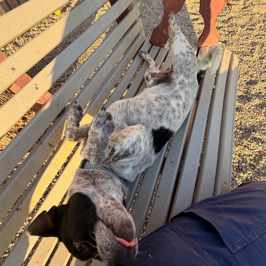 Enlarge Oreo very sweet boy!, a Adoptable mixed breed in Kokomo, IN image 2/6