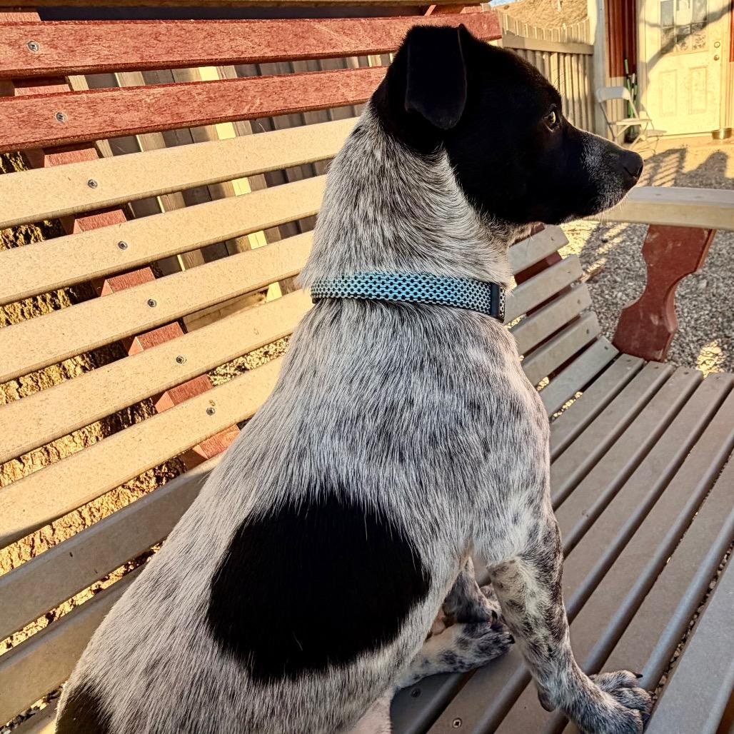 Enlarge Oreo very sweet boy!, a Adoptable mixed breed in Kokomo, IN image 3/6