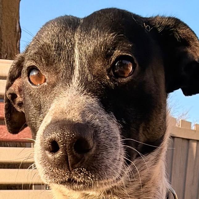 Enlarge Oreo very sweet boy!, a Adoptable mixed breed in Kokomo, IN image 4/6