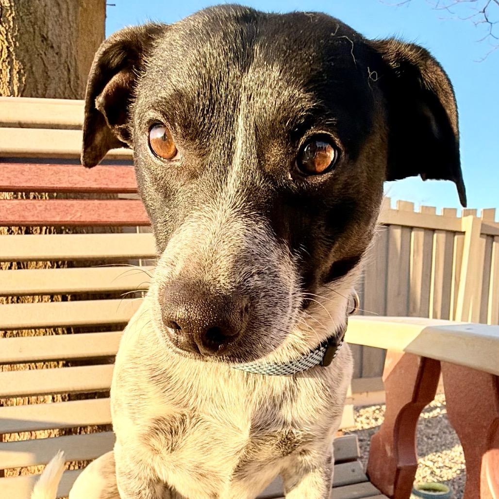 Enlarge Oreo very sweet boy!, a Adoptable mixed breed in Kokomo, IN image 5/6