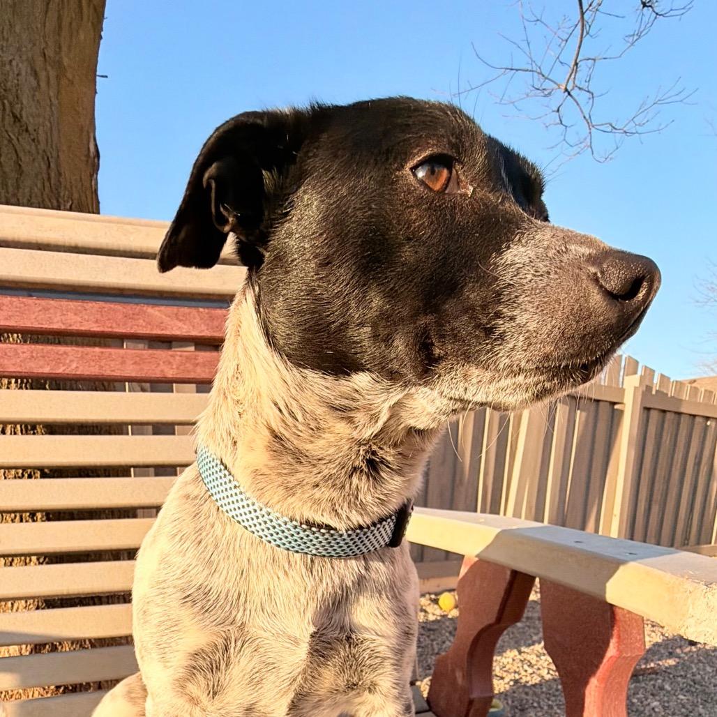 Enlarge Oreo very sweet boy!, a Adoptable mixed breed in Kokomo, IN image 6/6