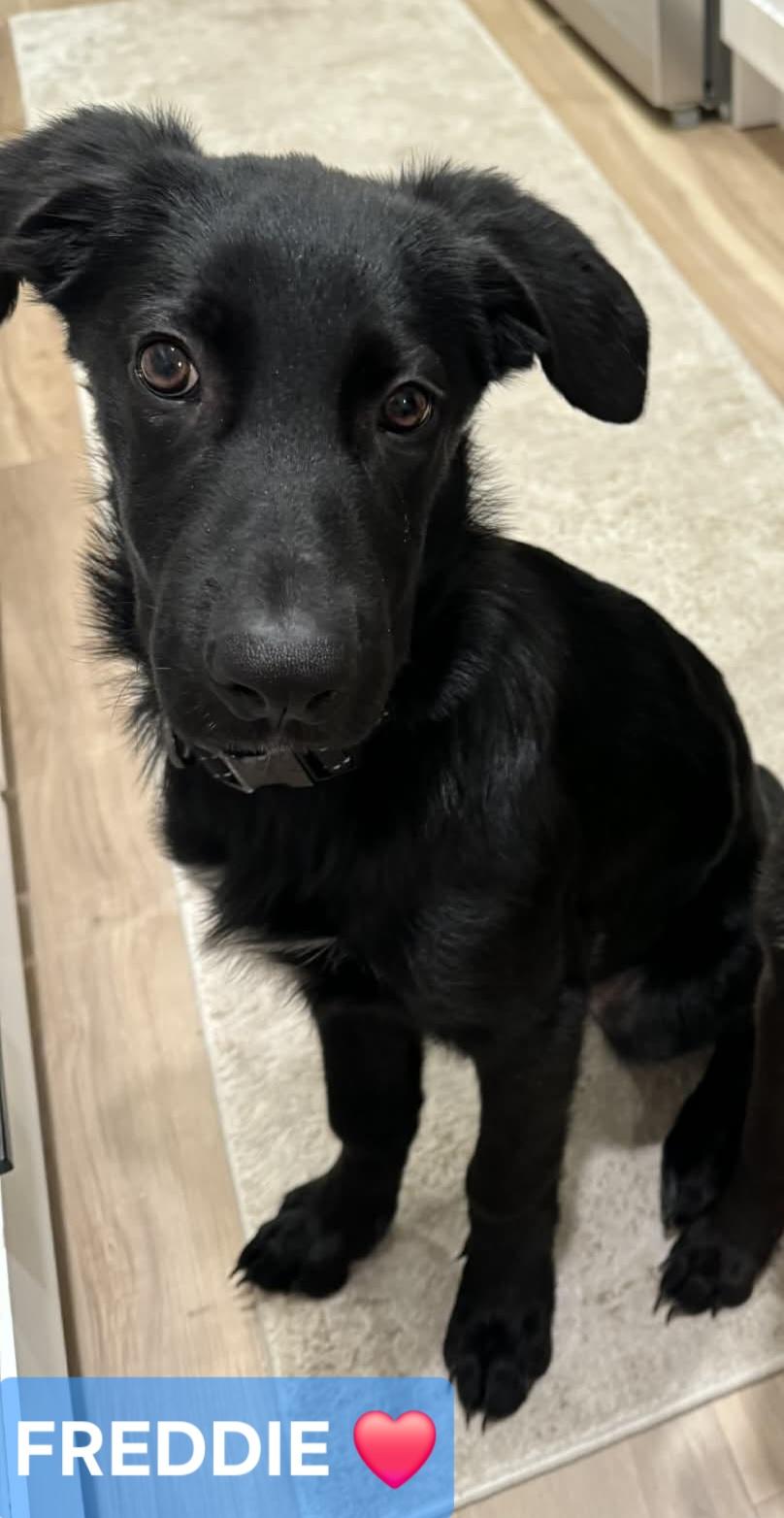 FREDDIE, a ADOPTABLE mixed breed in Lake in the hills, IL image 1/5