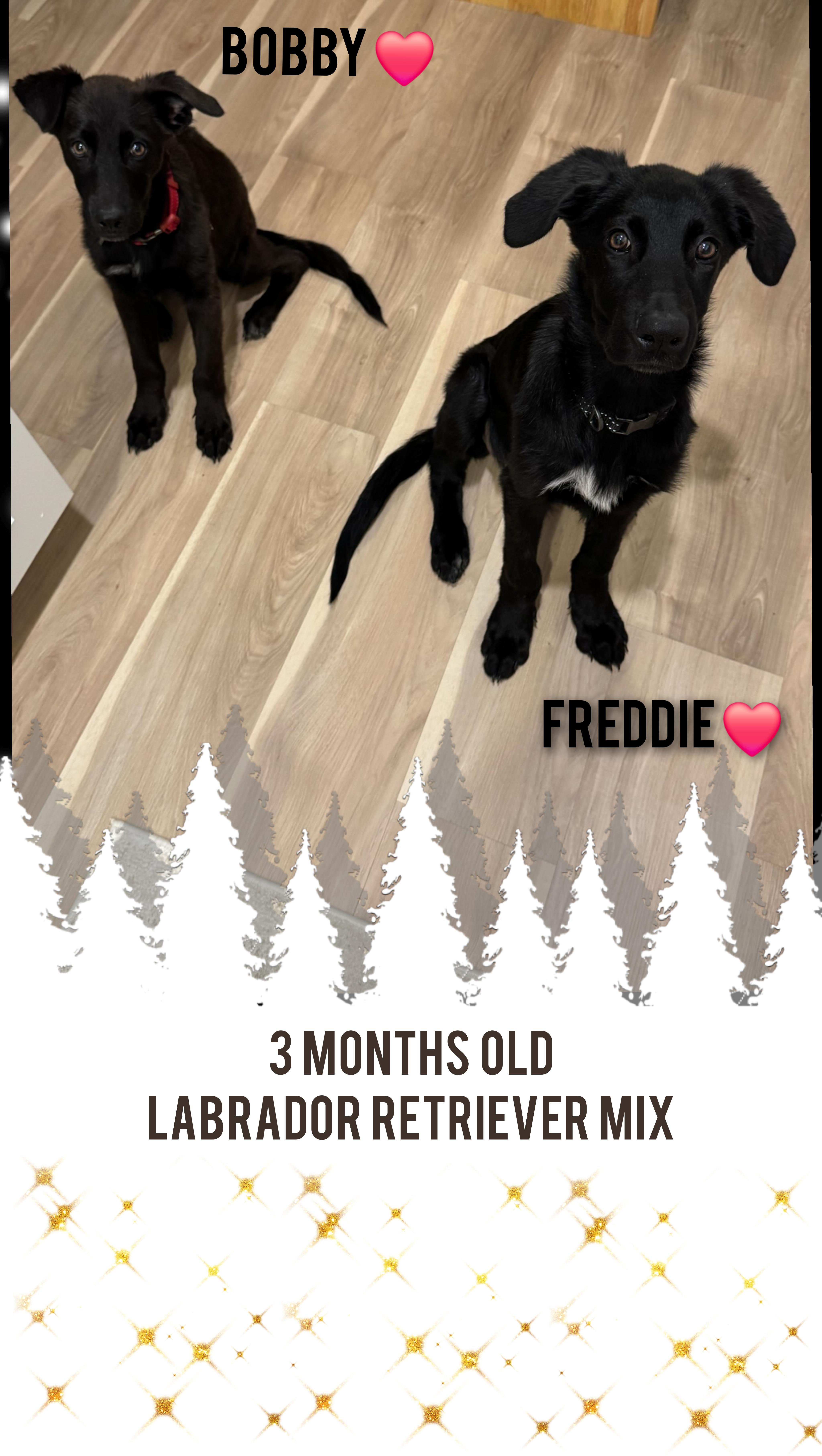 FREDDIE, a ADOPTABLE mixed breed in Lake in the hills, IL image 2/5
