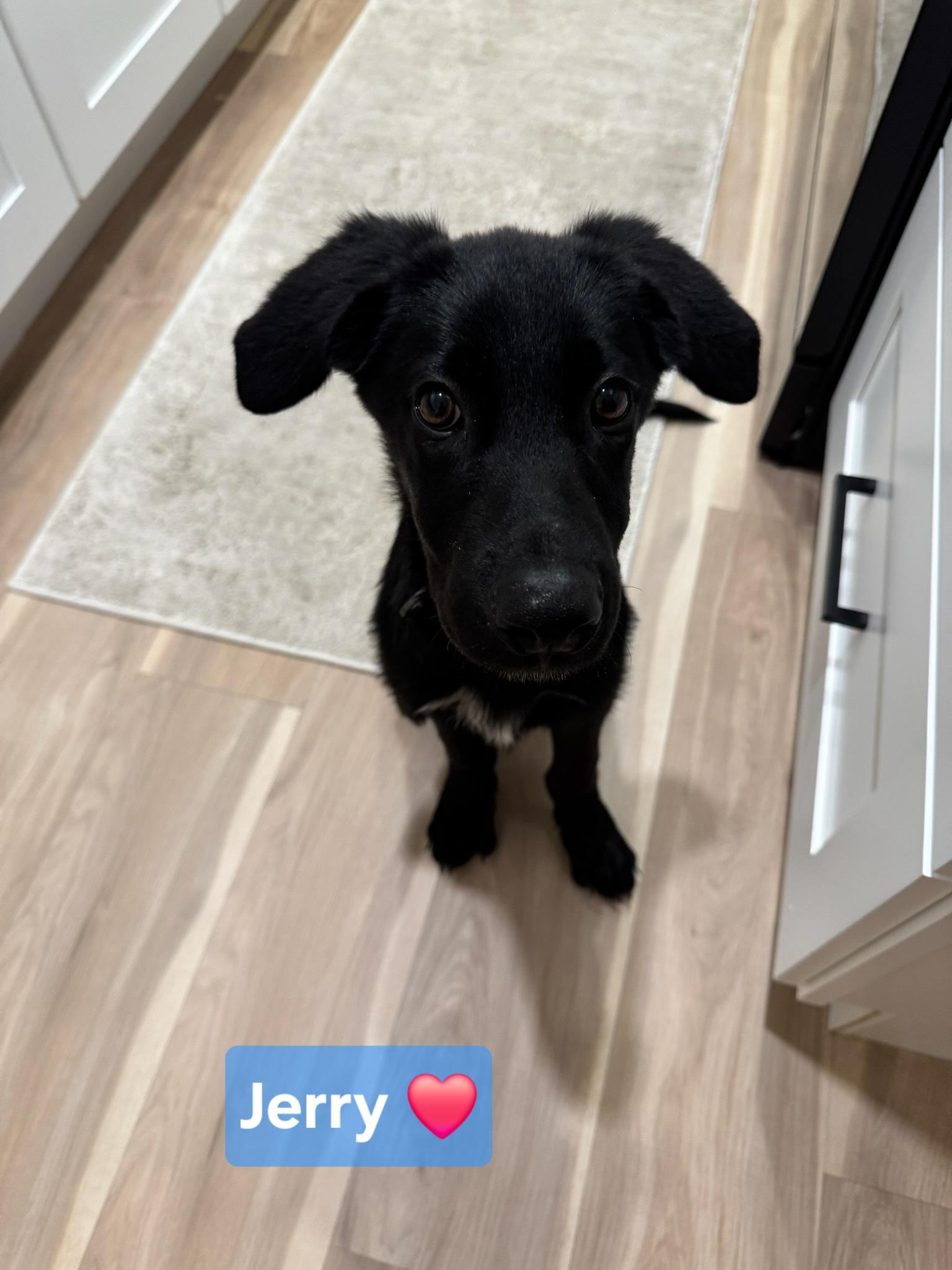 FREDDIE, a ADOPTABLE mixed breed in Lake in the hills, IL image 3/5