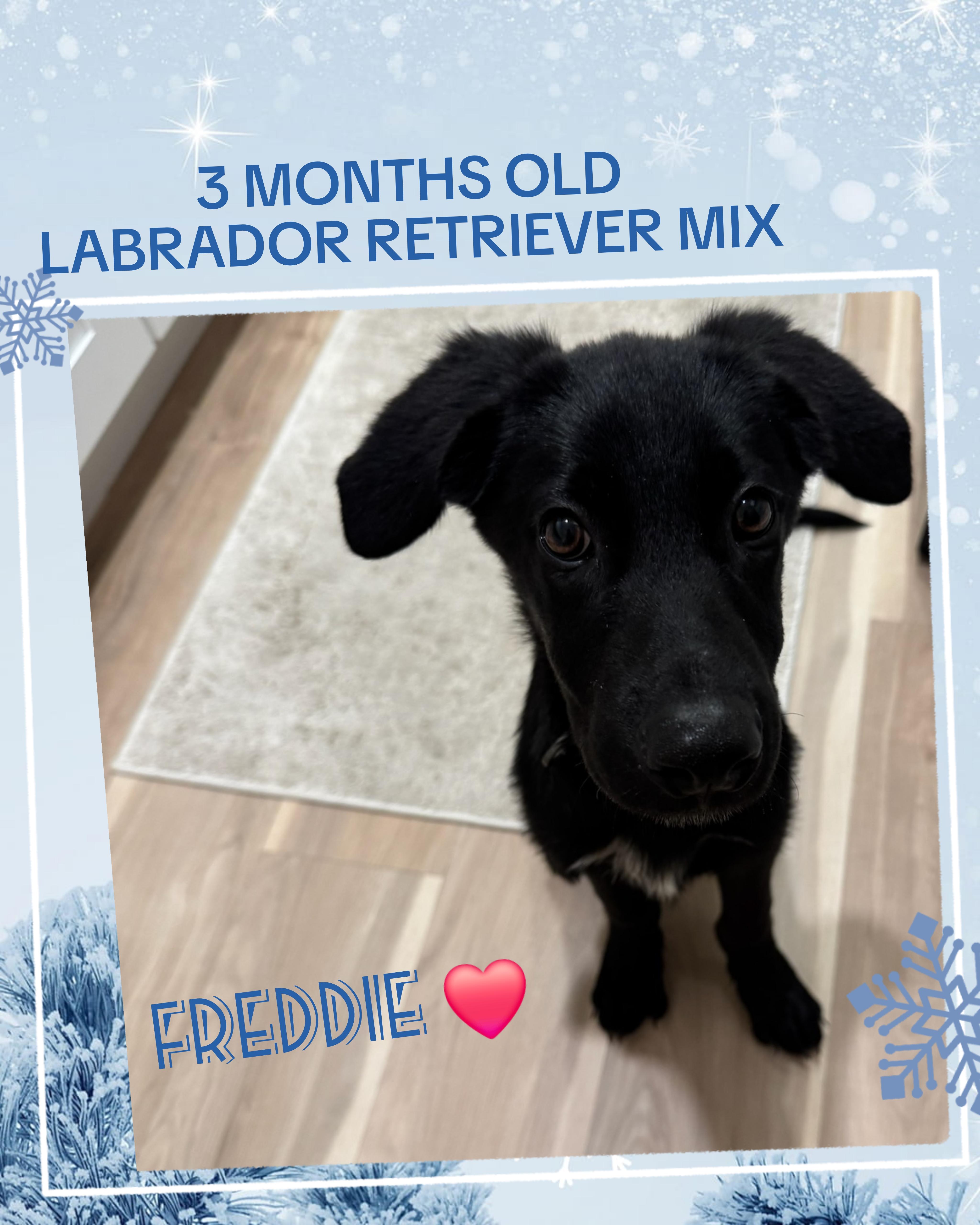 FREDDIE, a ADOPTABLE mixed breed in Lake in the hills, IL image 4/5