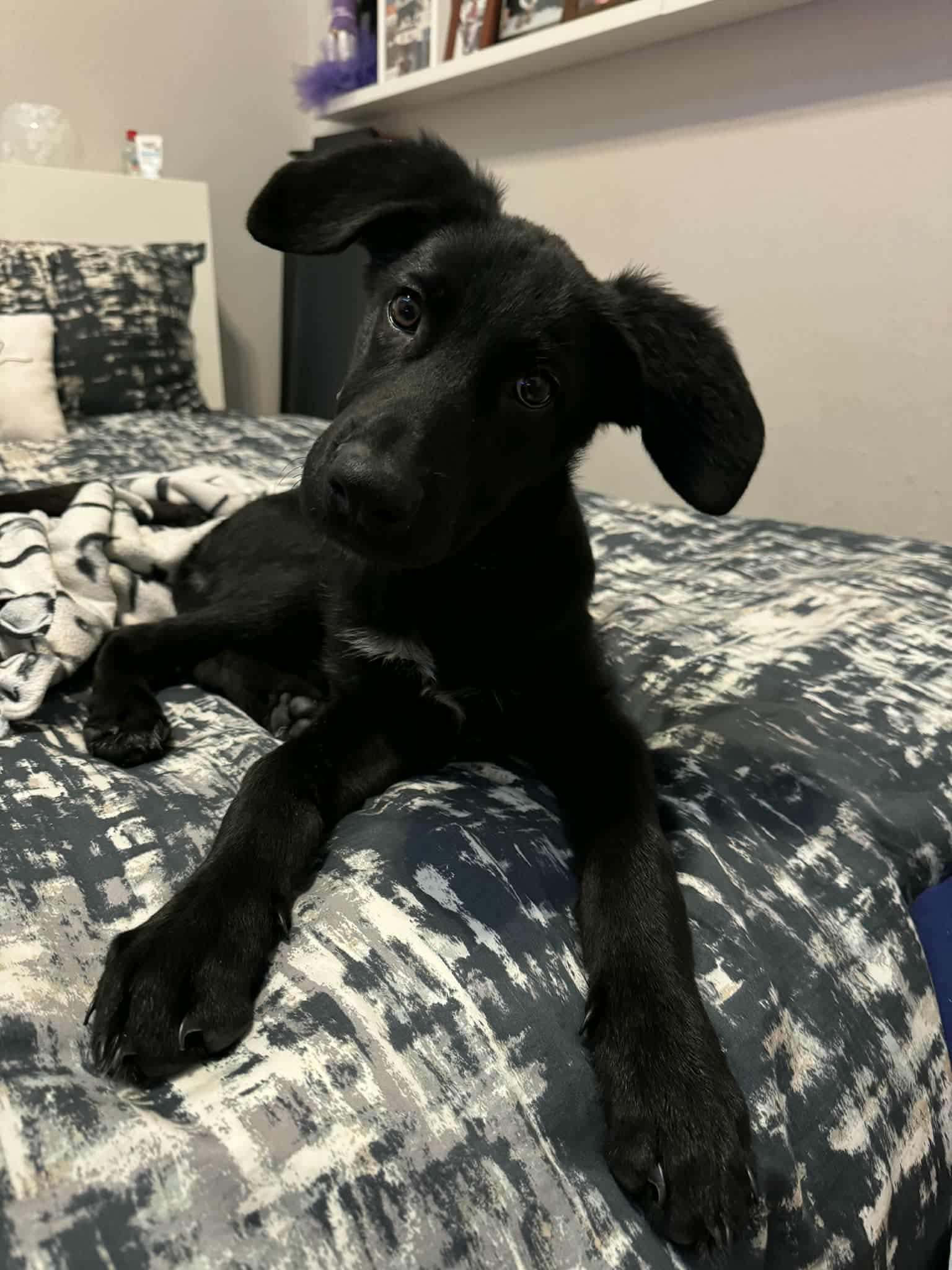 FREDDIE, a ADOPTABLE mixed breed in Lake in the hills, IL image 5/5