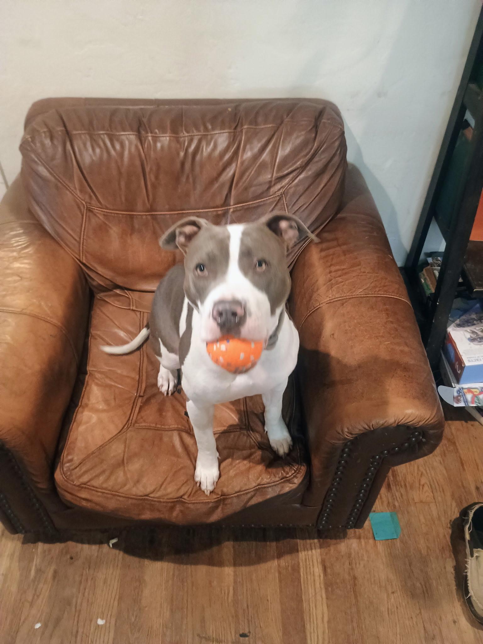 Enlarge Princess Nellie, a Adoptable mixed breed in Sacramento, CA image 1/4