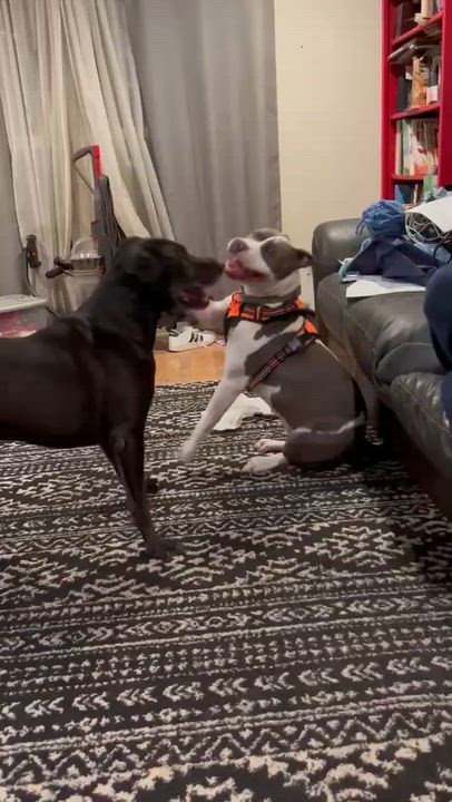 Enlarge Princess Nellie, a Adoptable mixed breed in Sacramento, CA video 4/4