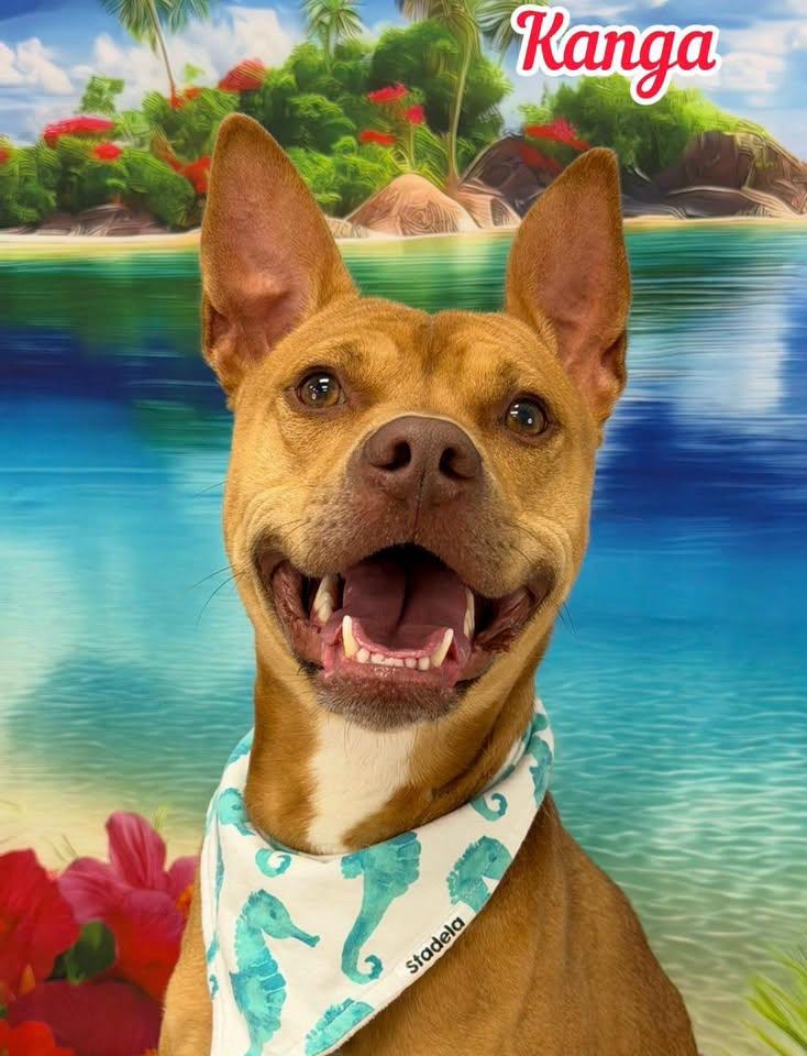 Kanga, adopted, Adult Male Mixed Breed.