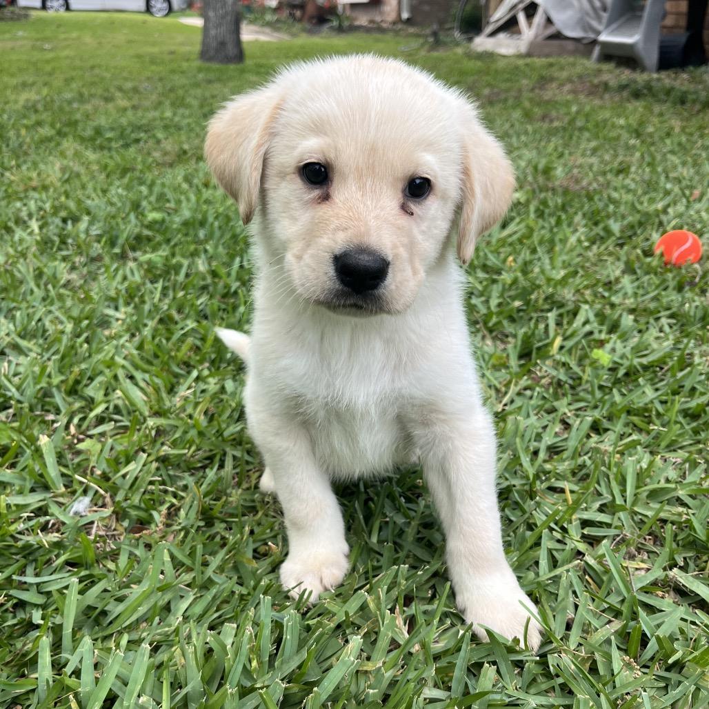Winston, Adoptable, Puppy Male Great Pyrenees & Anatolian Shepherd.
