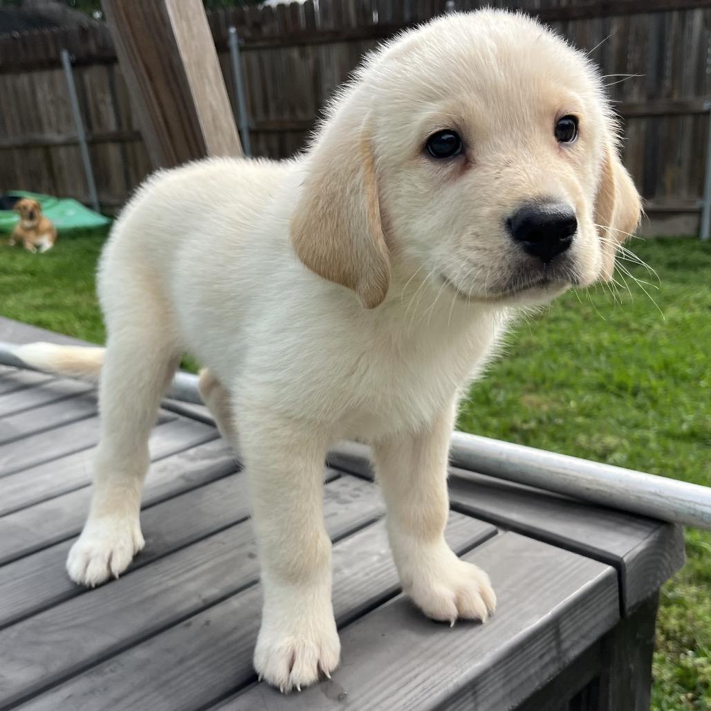 Enlarge Winston, a Adoptable mixed breed in Montgomery, TX image 2/4
