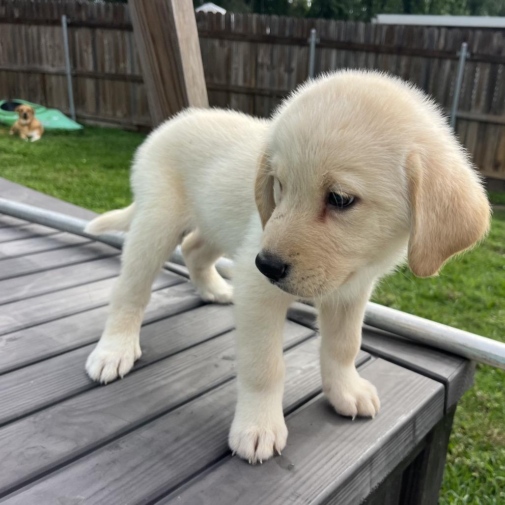 Enlarge Winston, a Adoptable mixed breed in Montgomery, TX image 3/4