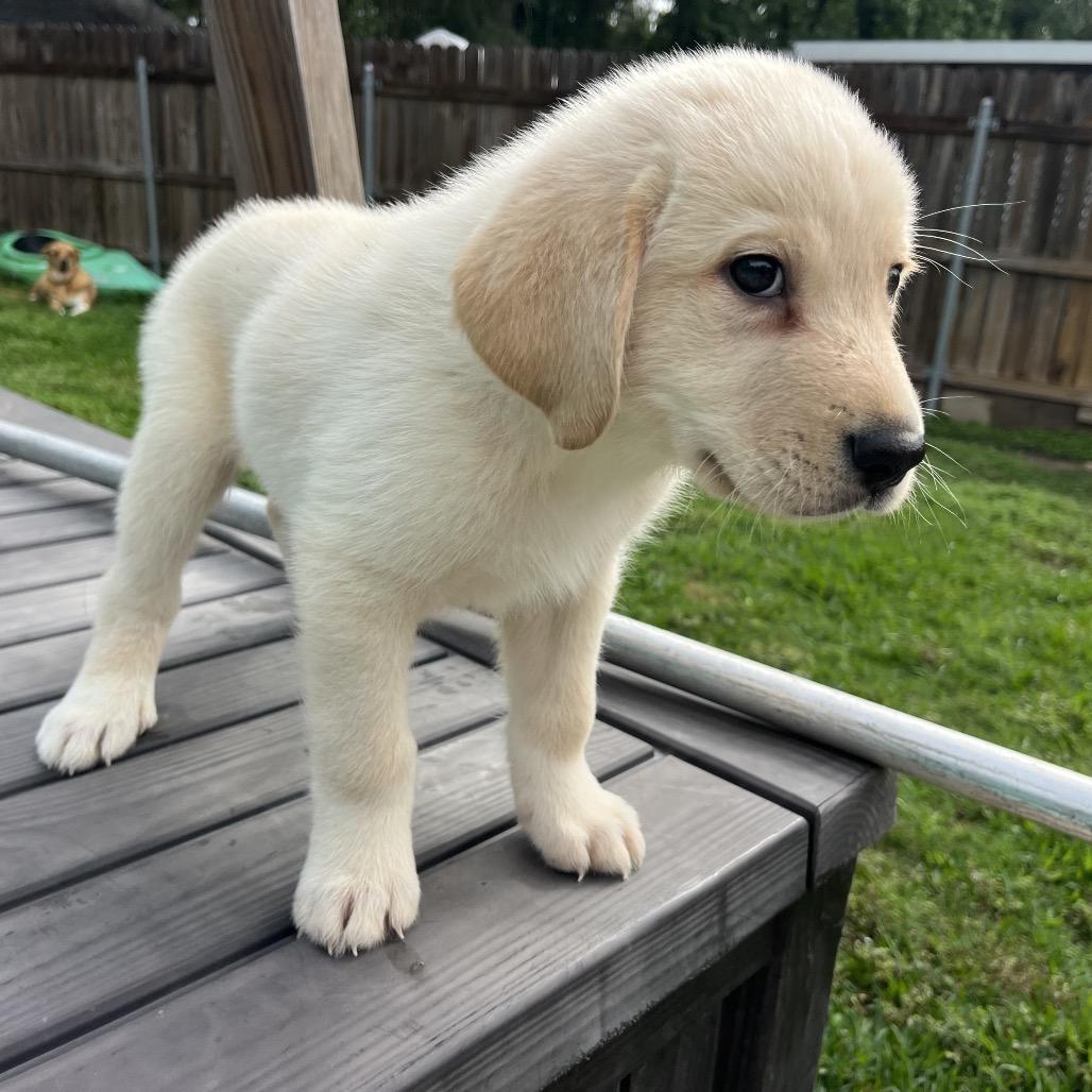 Enlarge Winston, a Adoptable mixed breed in Montgomery, TX image 4/4