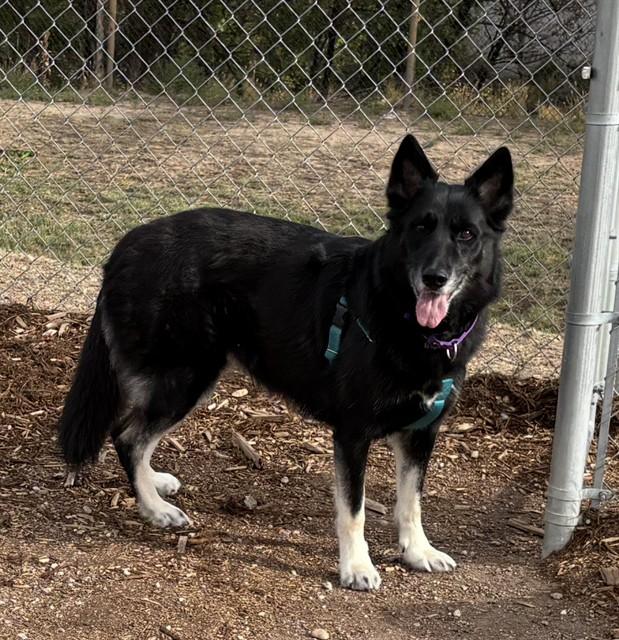 LYDIA, Adoptable, Adult Female German Shepherd Dog.