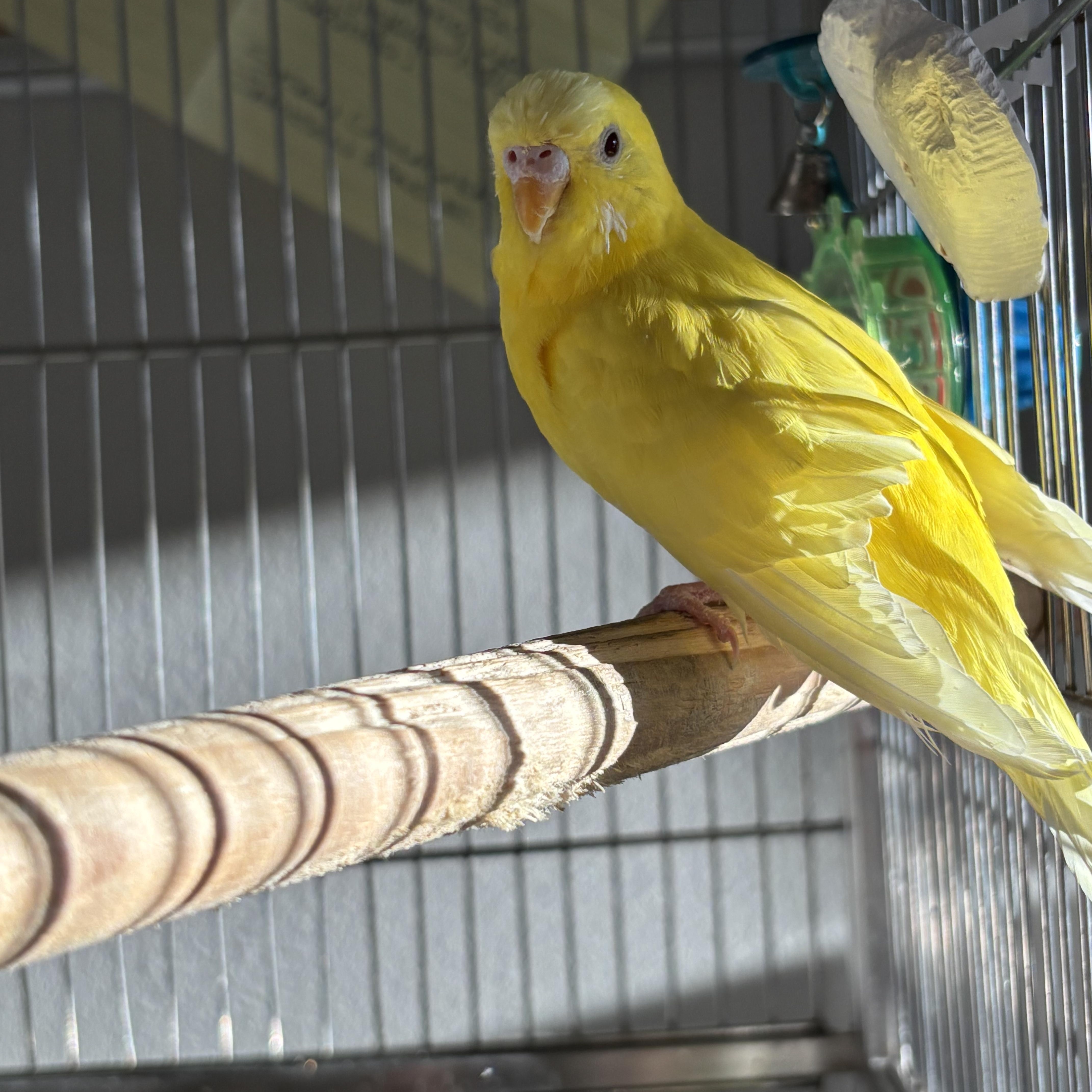 Enlarge Amelia, an adopted Parakeet (Other) in Winnipeg, MB image 1/1