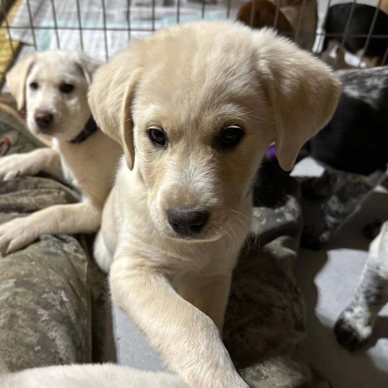 Enlarge Faith (Available Feb 7, 2026), an adopted mixed breed in Clarksville, VA image 1/3