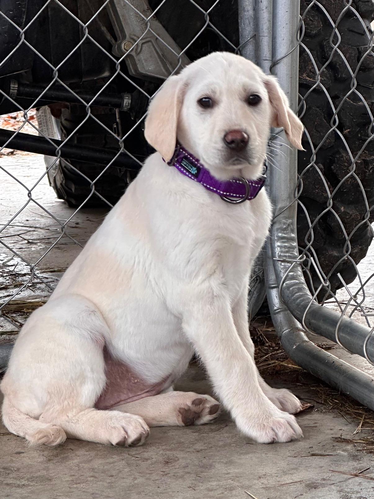 Enlarge Faith (Available Feb 7, 2026), an adopted mixed breed in Clarksville, VA image 2/3