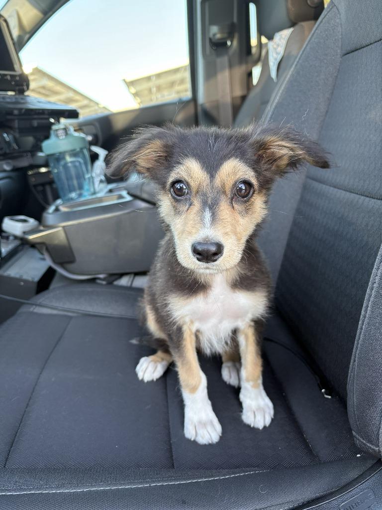 Sally, Adoptable, Puppy Female Australian Shepherd & Mixed Breed.