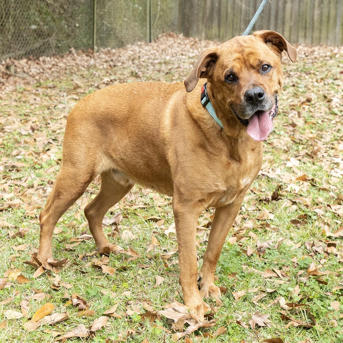 Enlarge Ricco, a ADOPTABLE Rhodesian Ridgeback in Slidell, LA image 3/3