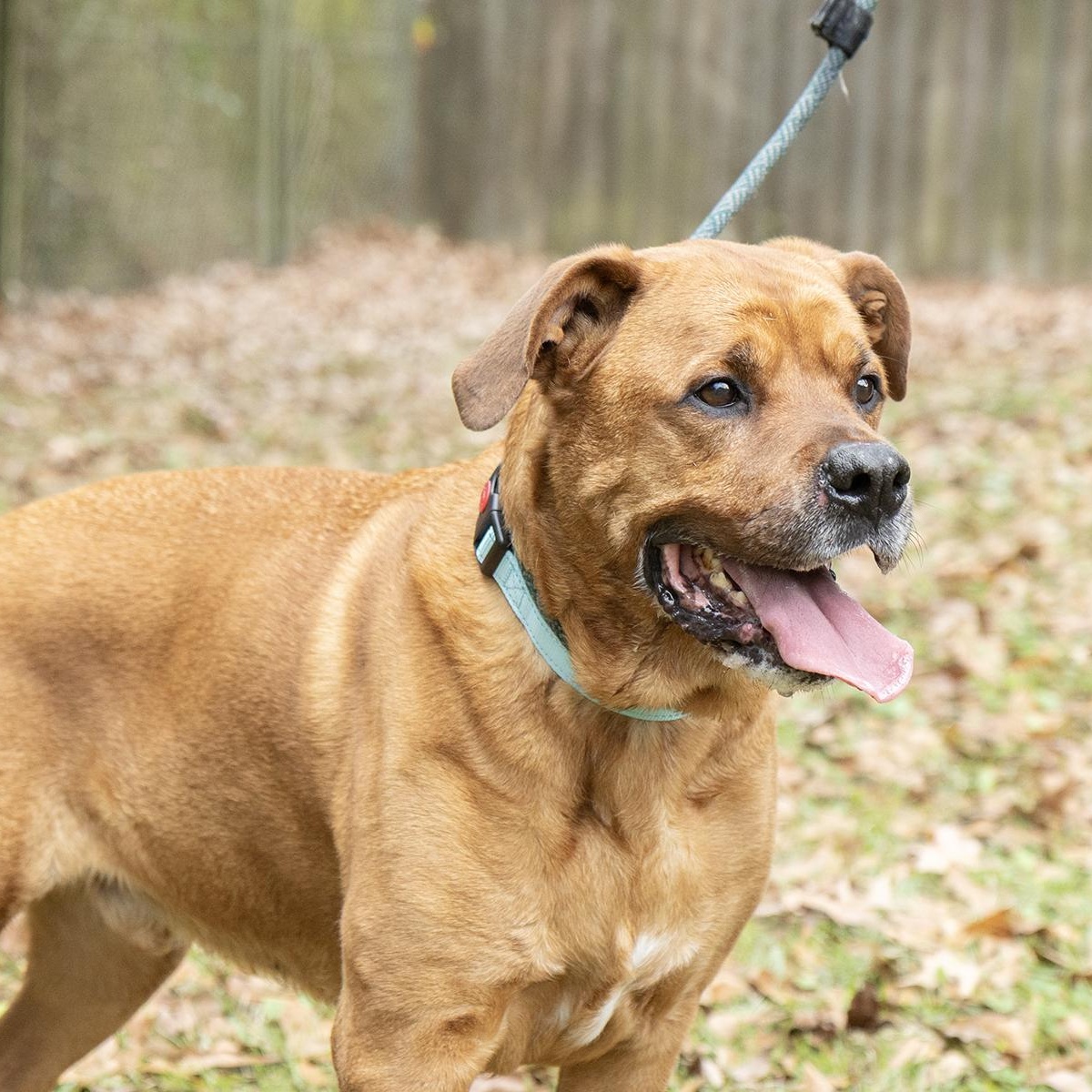 Enlarge Ricco, a ADOPTABLE Rhodesian Ridgeback in Slidell, LA image 2/3