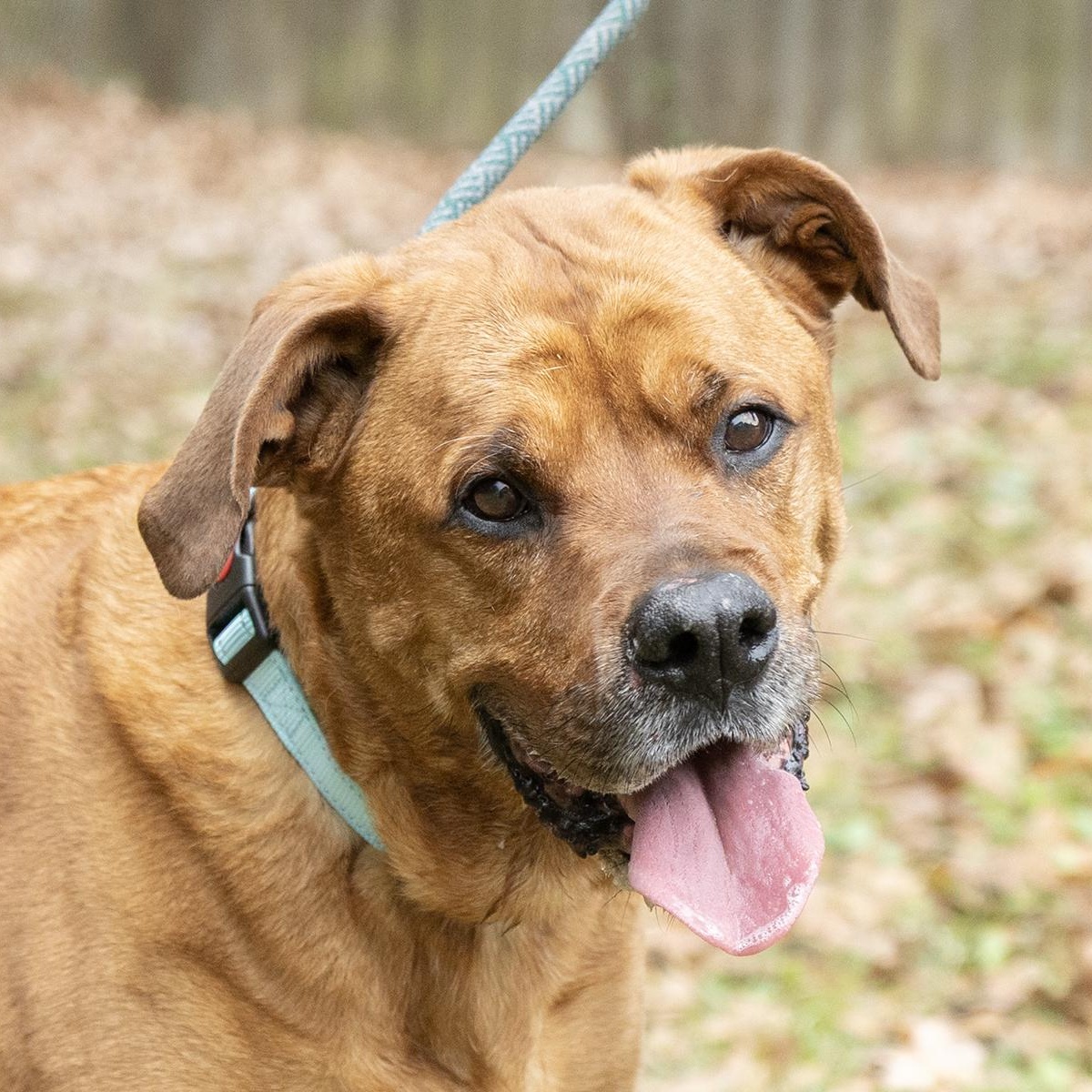 Enlarge Ricco, a ADOPTABLE Rhodesian Ridgeback in Slidell, LA image 1/3