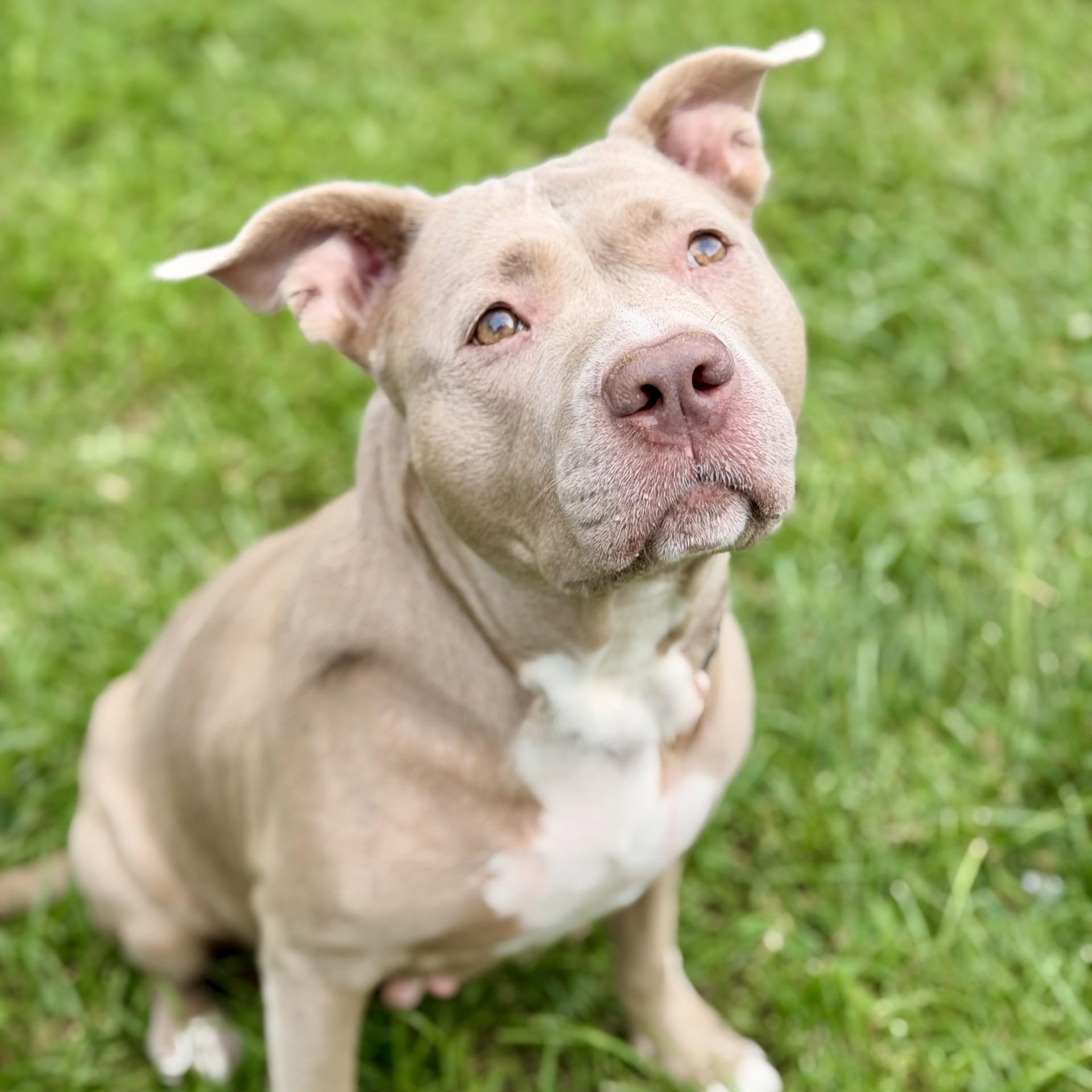 Enlarge Diamond, a Adoptable Pit Bull Terrier in Manahawkin, NJ image 3/3