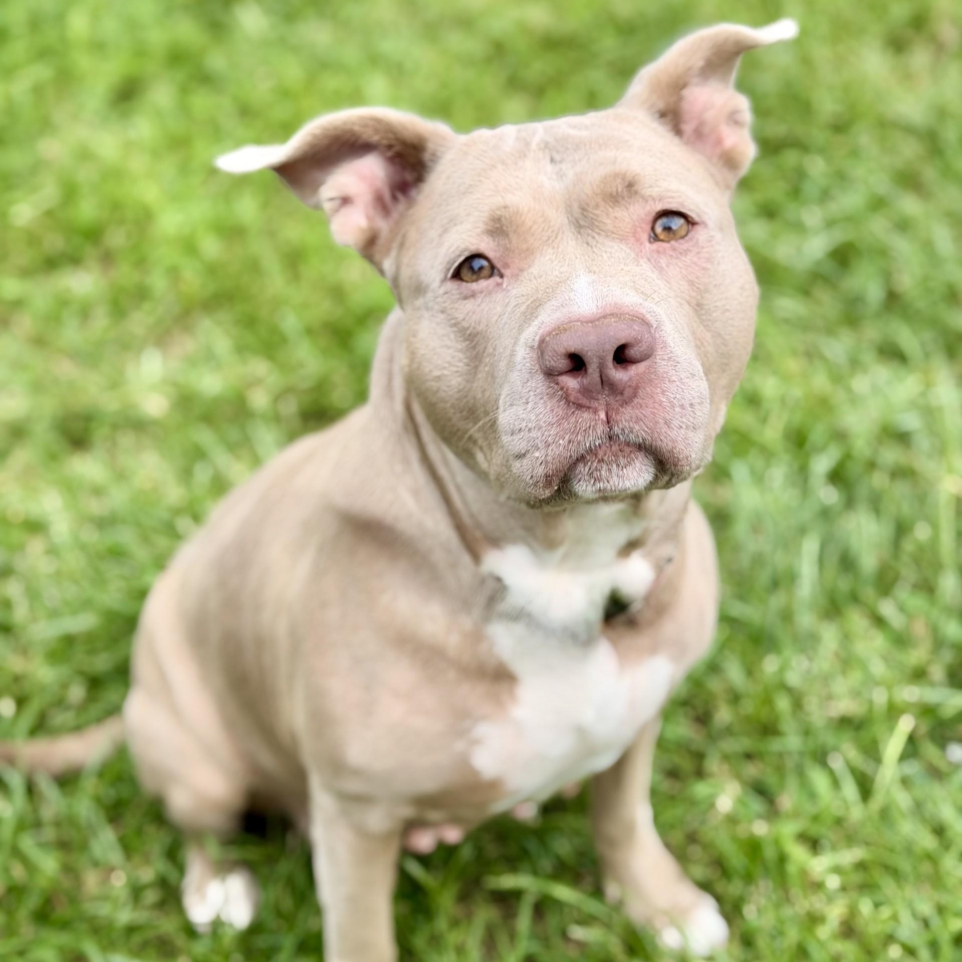 Enlarge Diamond, a Adoptable Pit Bull Terrier in Manahawkin, NJ image 2/3