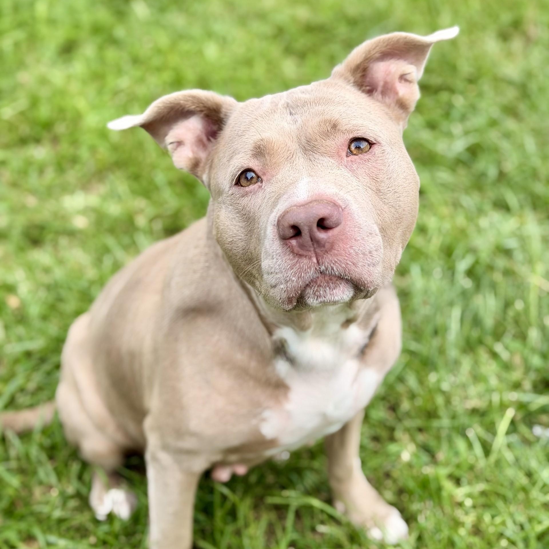 Diamond, Adoptable, Adult Female Pit Bull Terrier.