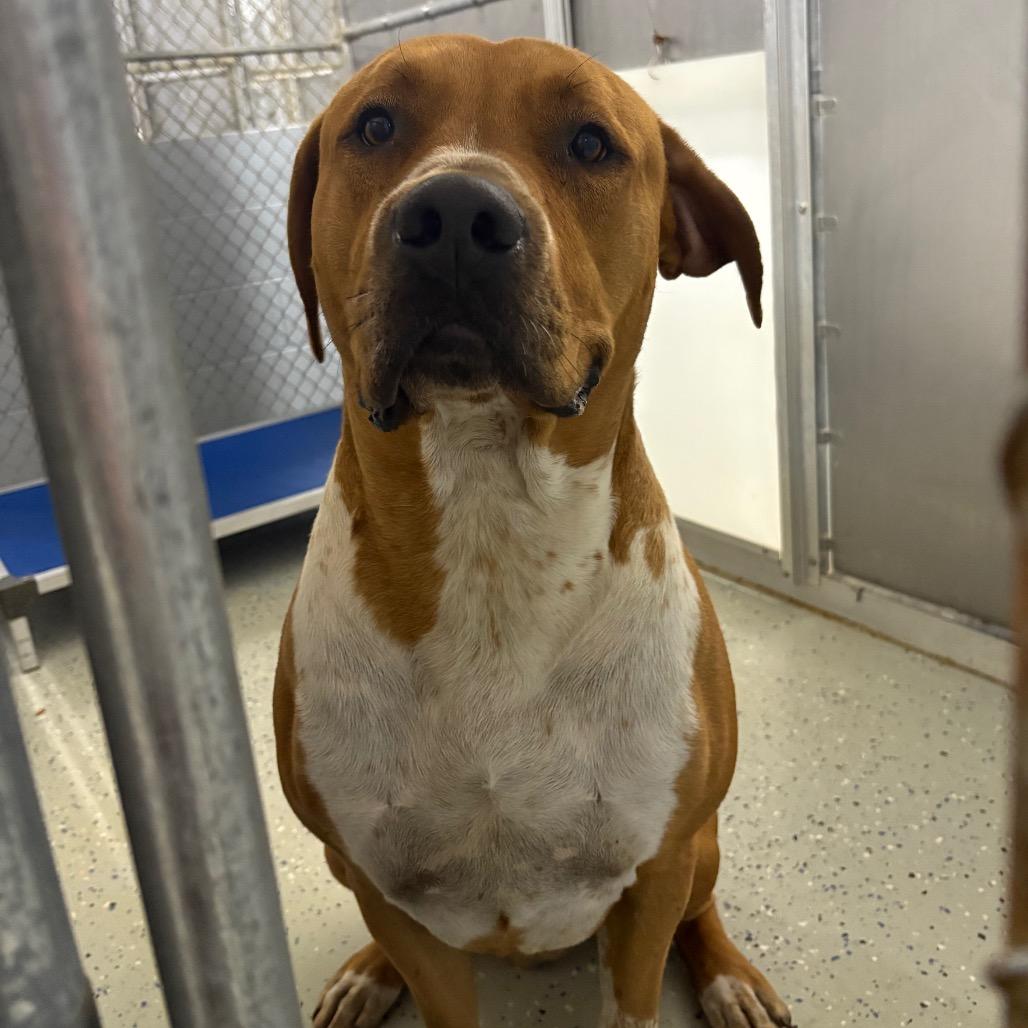 Draco, Adoptable, Adult Male Pit Bull Terrier.