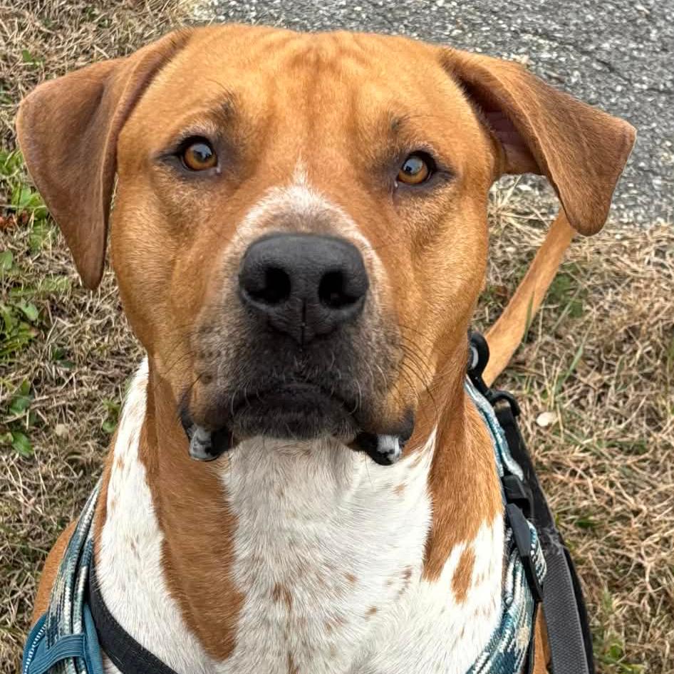 Enlarge Draco, a Adoptable Pit Bull Terrier in Marion, VA image 2/2