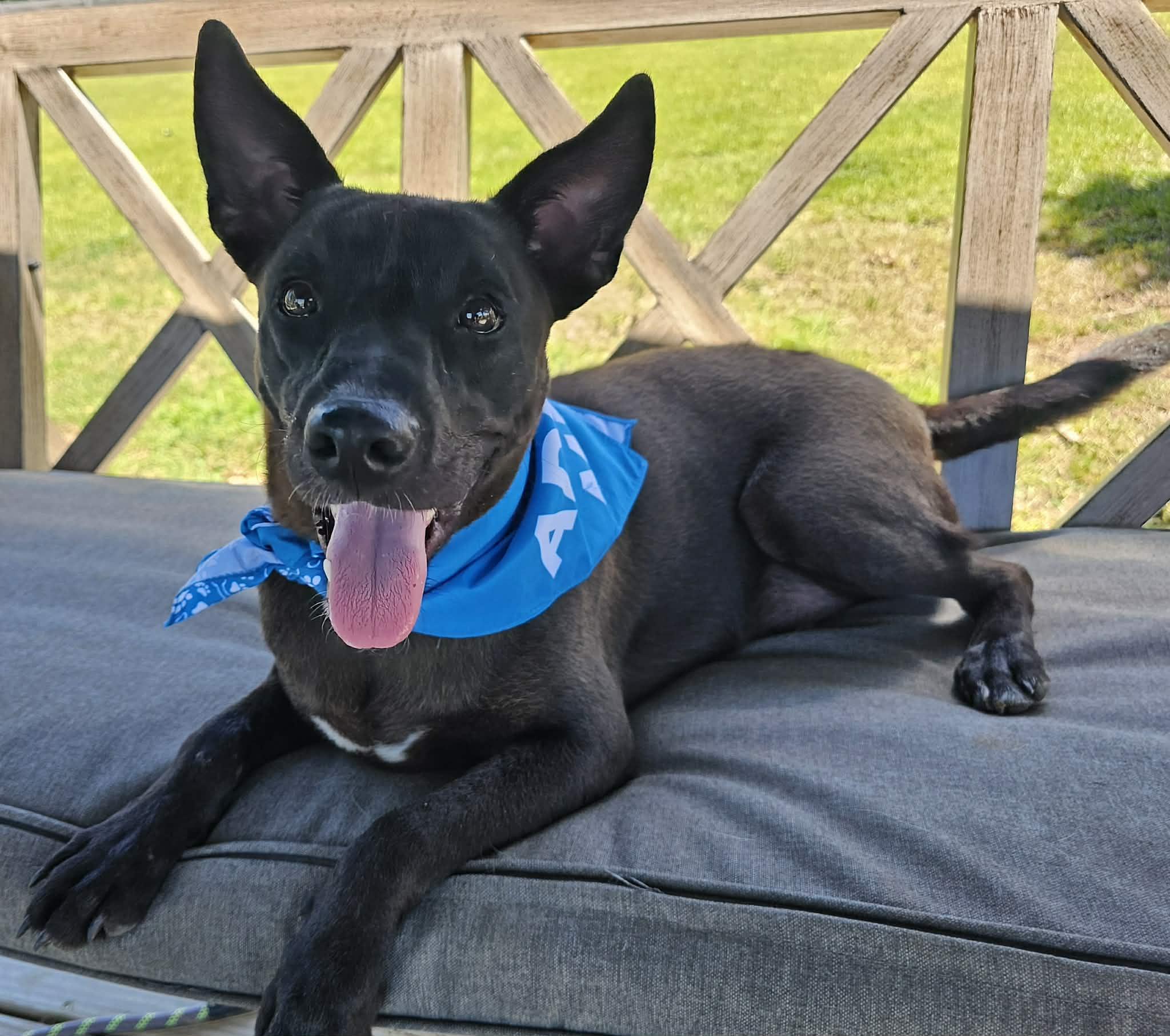 Enlarge ONYX, a Adoptable mixed breed in Albany, NY image 4/6
