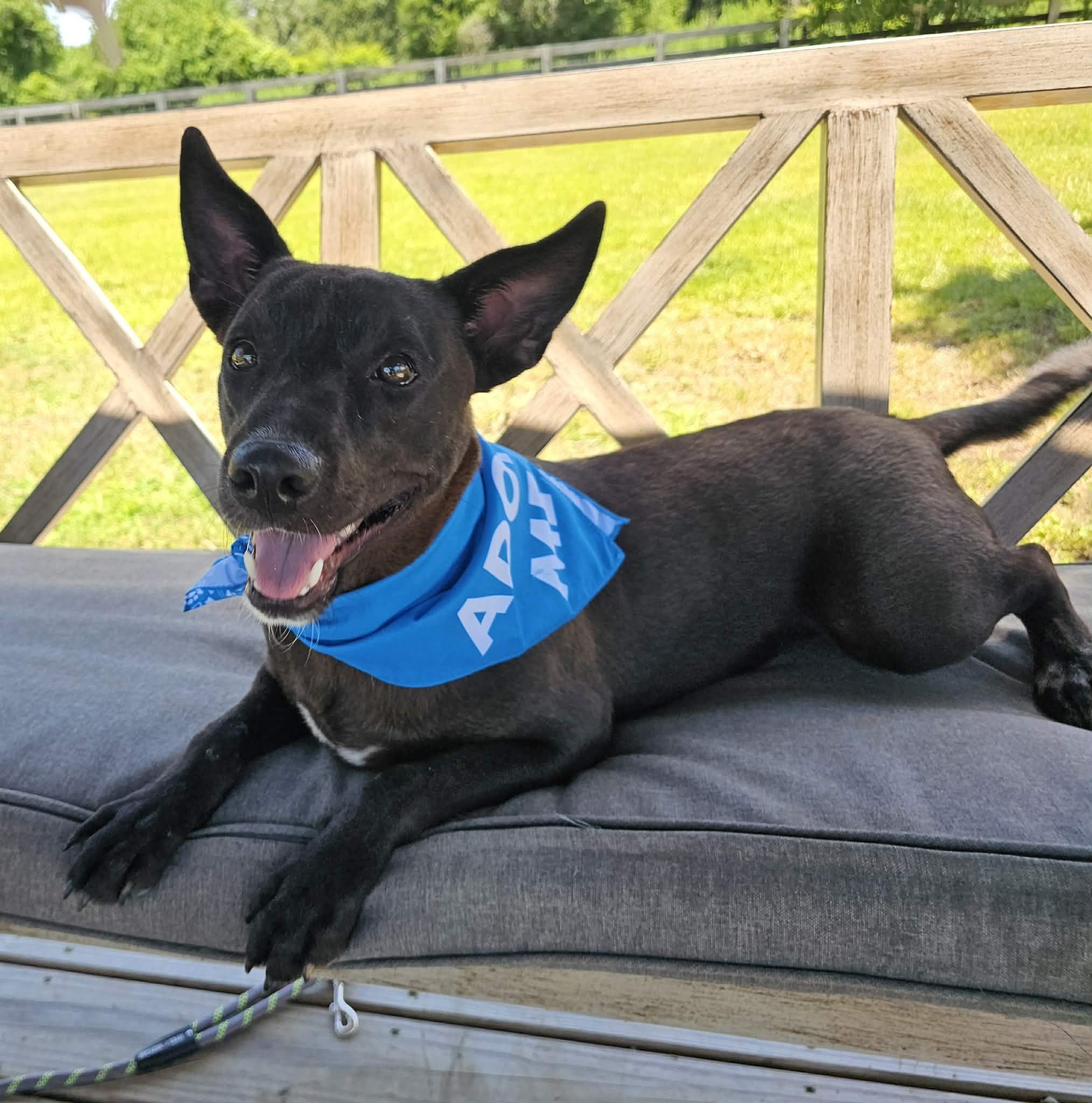 ONYX, Adoptable, Young Male Australian Cattle Dog / Blue Heeler.