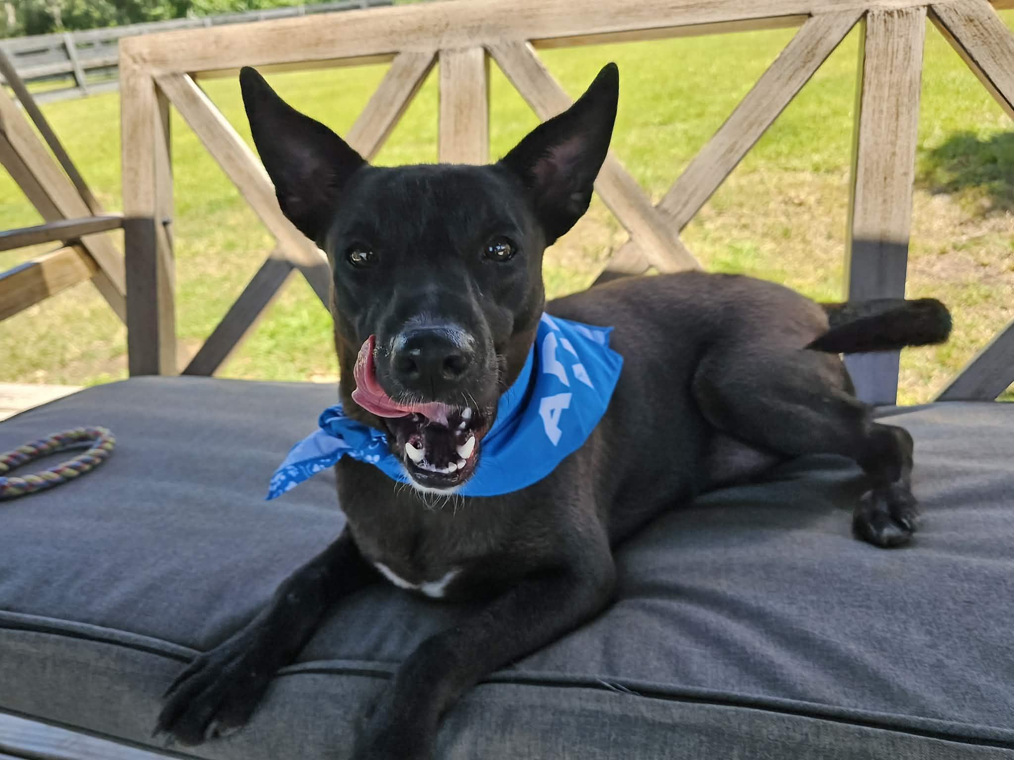 Enlarge ONYX, a Adoptable mixed breed in Albany, NY image 5/6